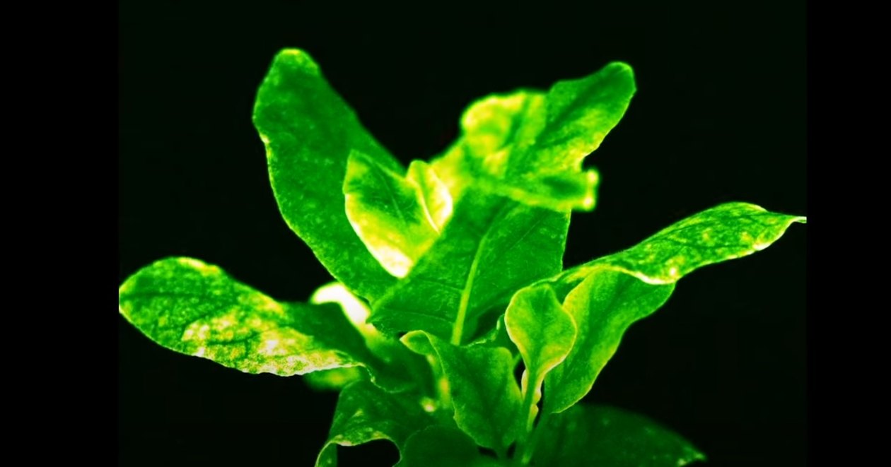 Российские ученые создали светящееся в темноте растение