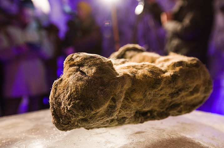 В Якутии нашли мумию древнейшего предка собаки