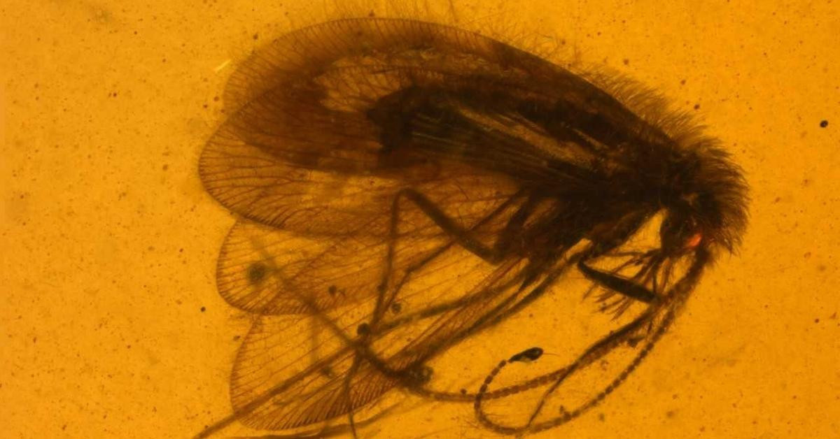 Российские ученые открыли четыре вида насекомых, вымерших около 100 млн лет назад