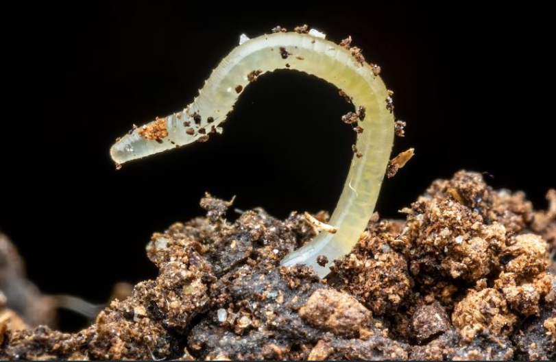 Российские ученые оживили червя, пролежавшего 46 тысяч лет в вечной мерзлоте