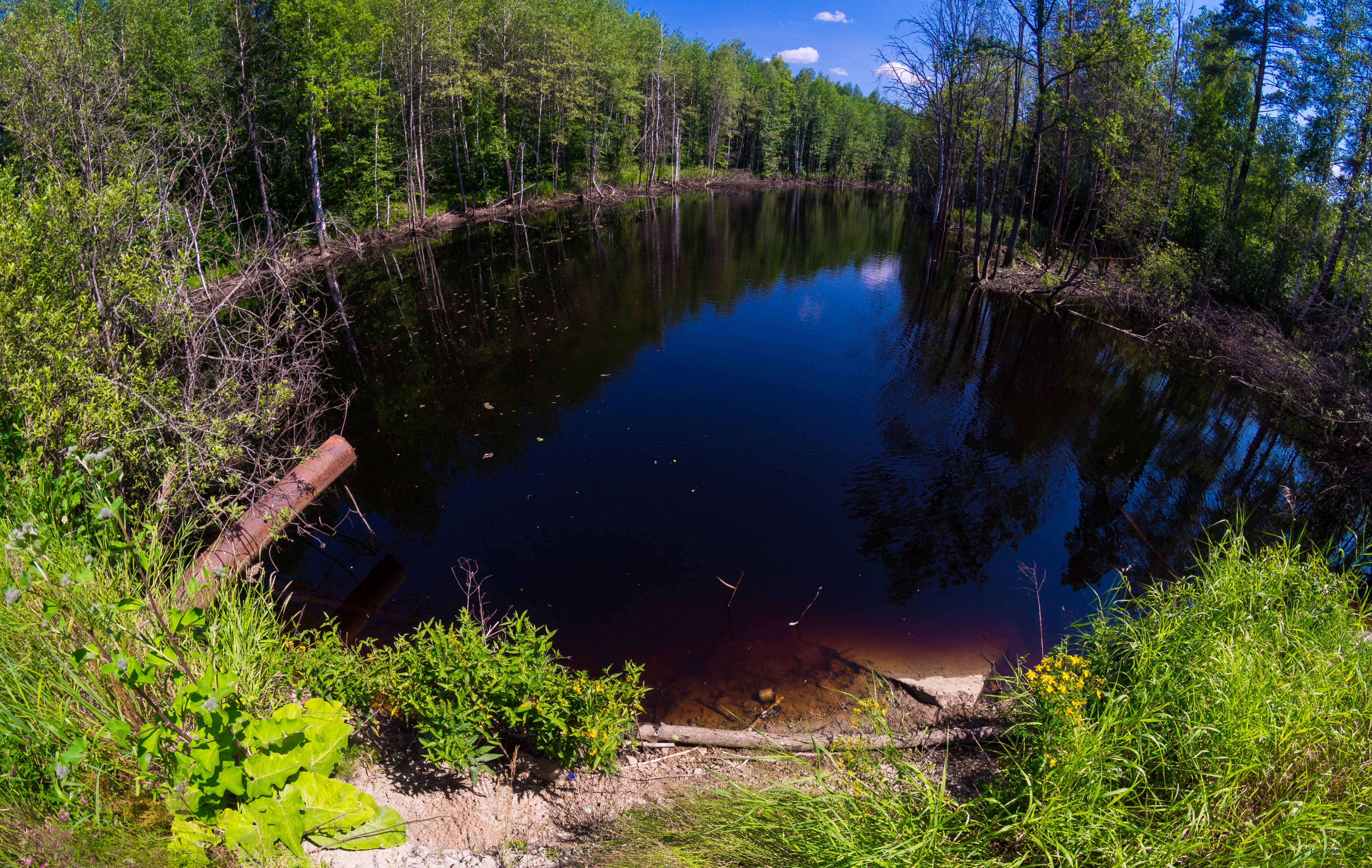 Российские ученые создают искусственное болото, чтобы замедлить глобальное потепление