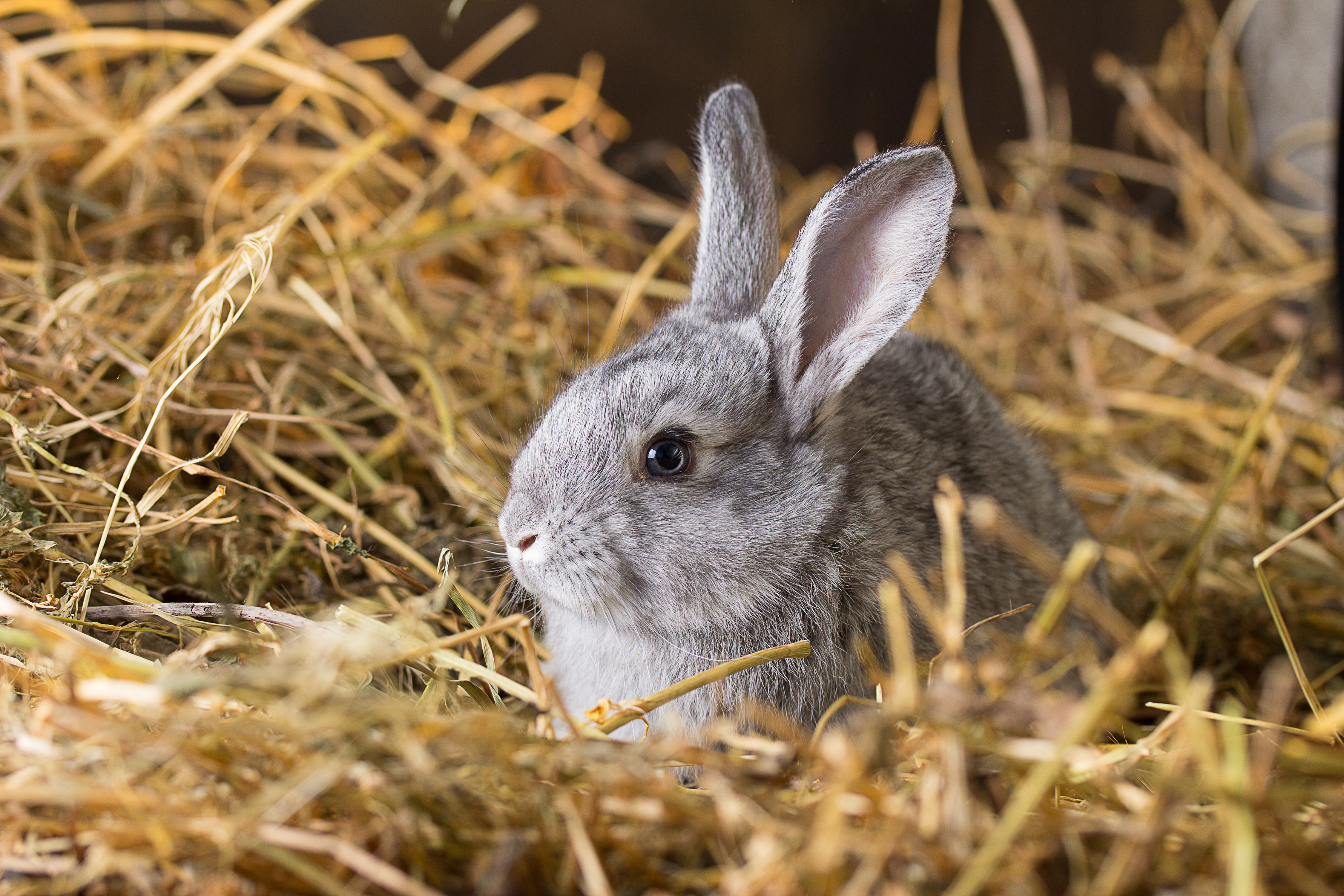 Российские ученые восстановили роговицы глаза кролика с помощью стволовых клеток