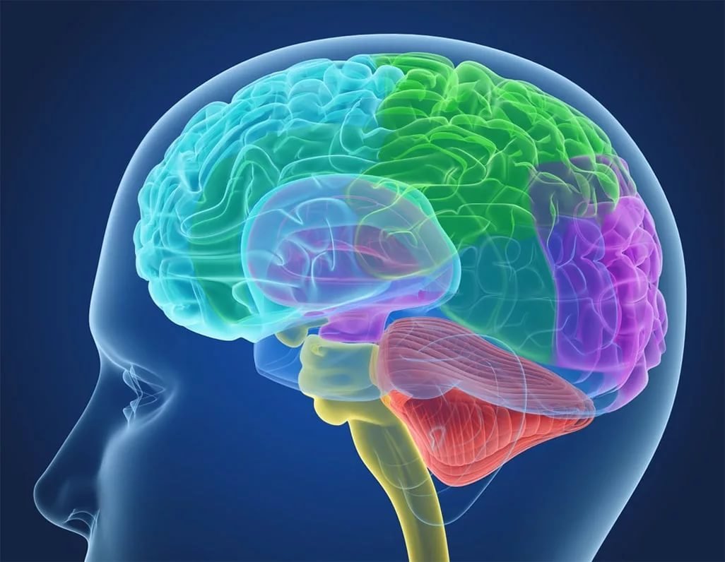 Российскими учеными создан новый метод картирования сосудов головного мозга