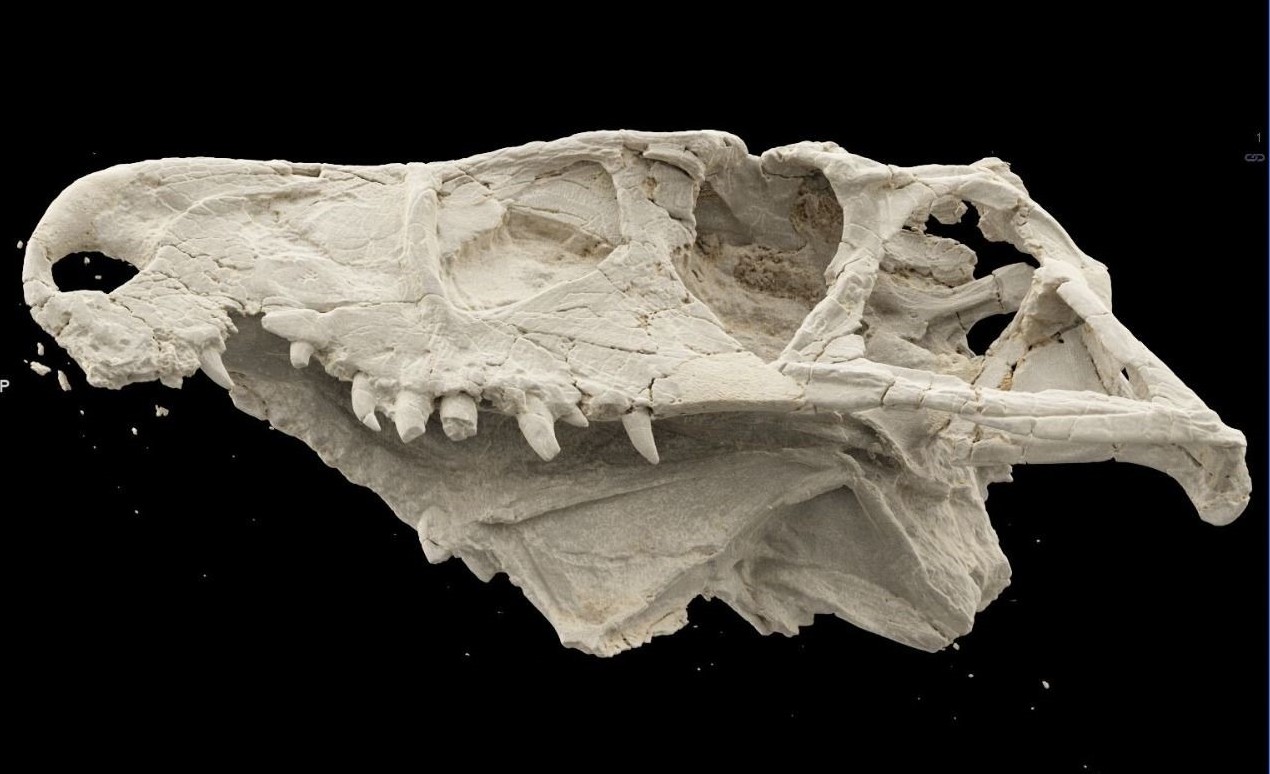 В России реконструировали череп одного из самых древних хищников в мире